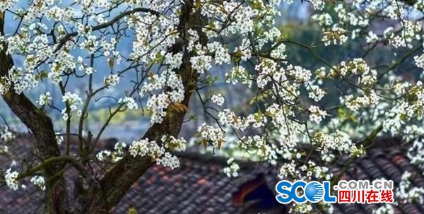 转载（导航成都，移动端）新津 梨花溪王者归来 这个春天必须约起