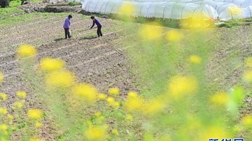 ෆූ චෝ නගරයේ වසන්ත ඍතු ලක්ෂණ