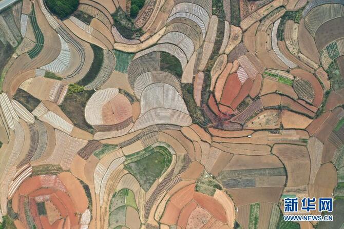 ເຂດກວາງ​ຊີ​ເລີ່ມ​ດຳ​ເນີນ​ການ​ປູກ​ຝັງ​ໃນ​ລະ​ດູ​ໃບ​ໄມ້​ປົ່ງ_fororder_1127119860_16138170113181n