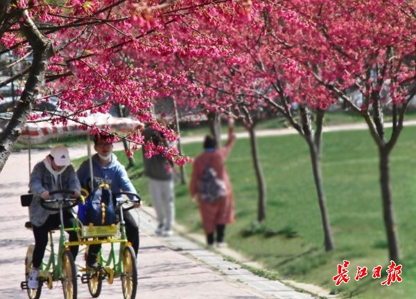 游客在花博汇景区踏青赏花.通讯员黄婷 摄