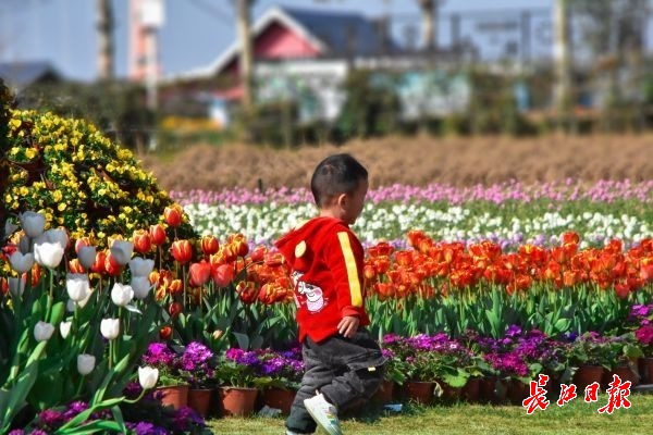 万名游客到武汉花博汇踏青赏花