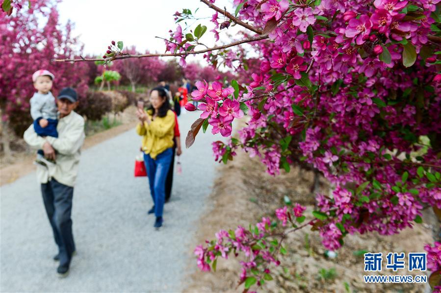 新疆：海棠花开春意浓