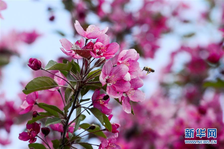 新疆：海棠花开春意浓