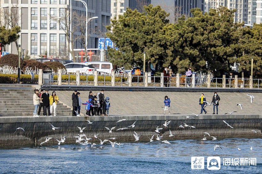 青岛：游客喂食海鸥成独特风景线