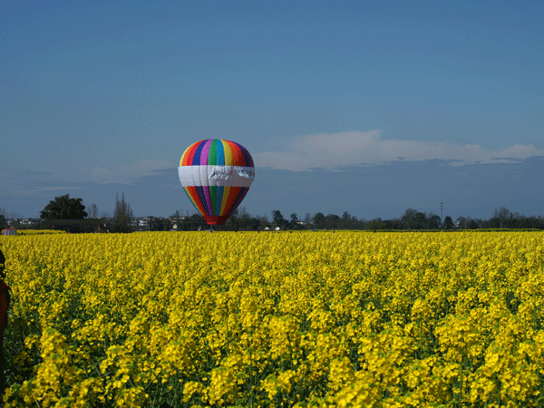 图片默认标题_fororder_2