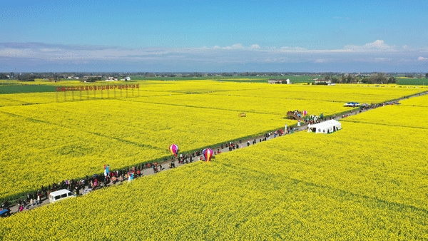 成都邛崃:4000亩油菜花盛开 开启踏青赏花季