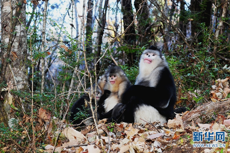 云南怒江州境内国家重点保护野生动植物保护率达到100%