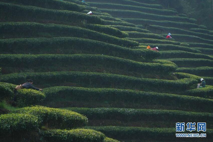 Kebun Teh pada Musim Semi_fororder_山茶2021022401