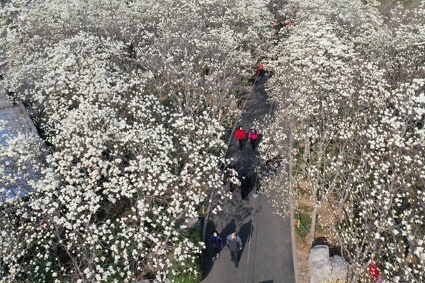 济南城市名片——百花公园的玉兰花