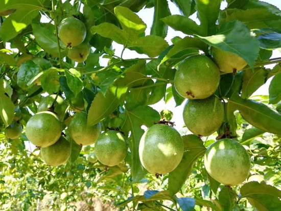 贵州六枝：种植精品水果13.4万亩 带动群众增收致富