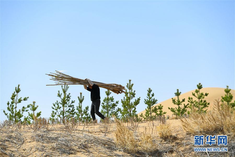 内蒙古：库布其沙漠植树忙