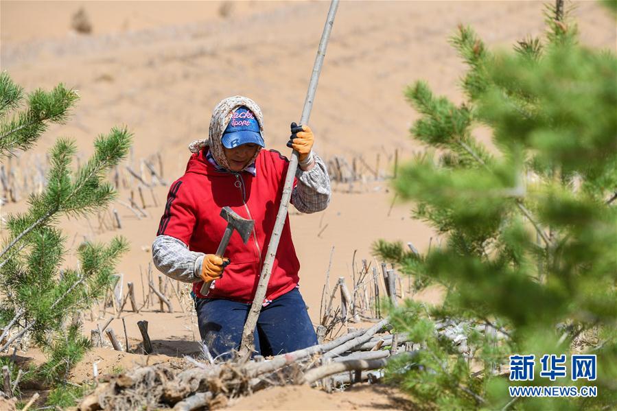 内蒙古:库布其沙漠植树忙 内蒙古:库布其沙漠植树忙