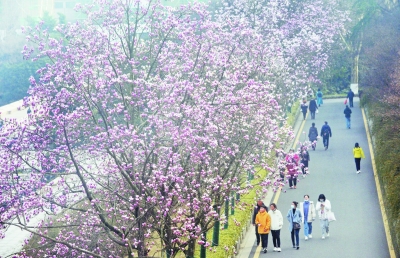 花香春色美 踏青游人醉