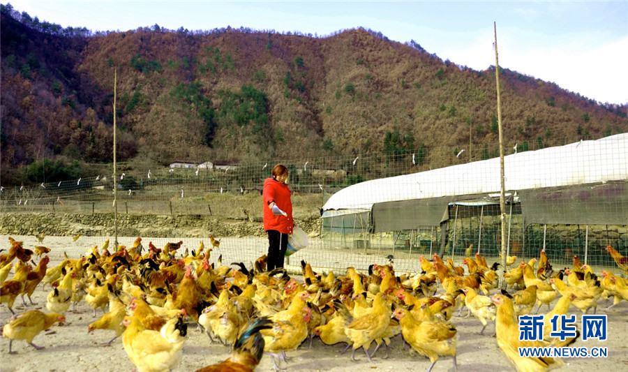 鄂西北山村“女鸡倌”的生意经