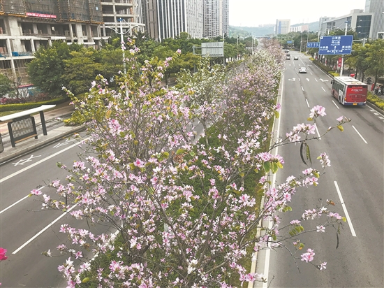 泉州市区：百花争艳处处春 一路一景惹人醉