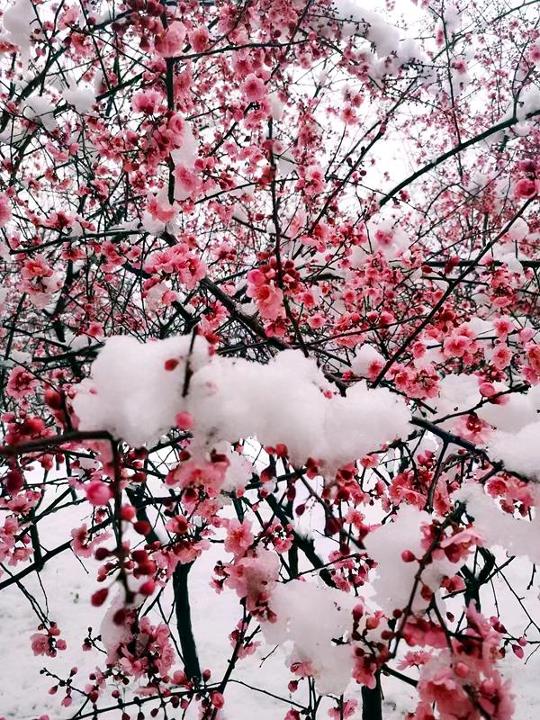 河南：花在雪中摇曳 雪在花上起舞