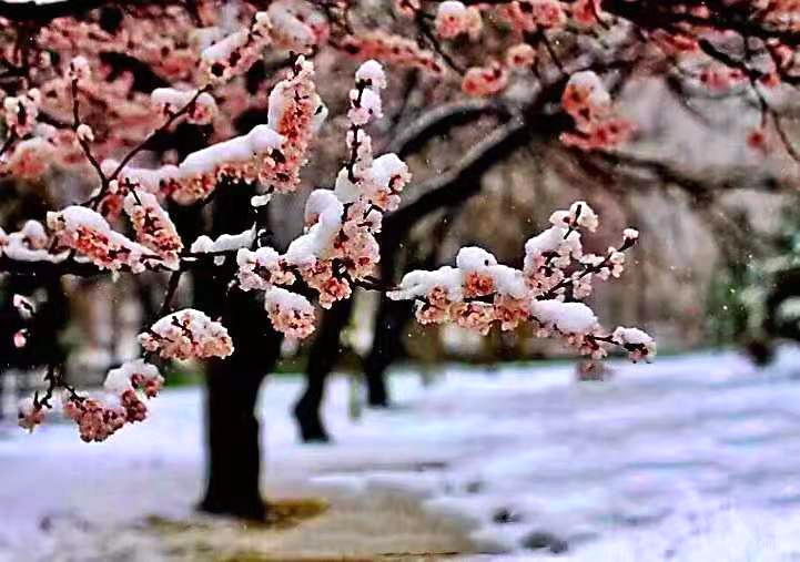 河南：花在雪中摇曳 雪在花上起舞