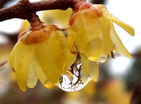 临沂郯城：春雨滋润 腊梅娇艳