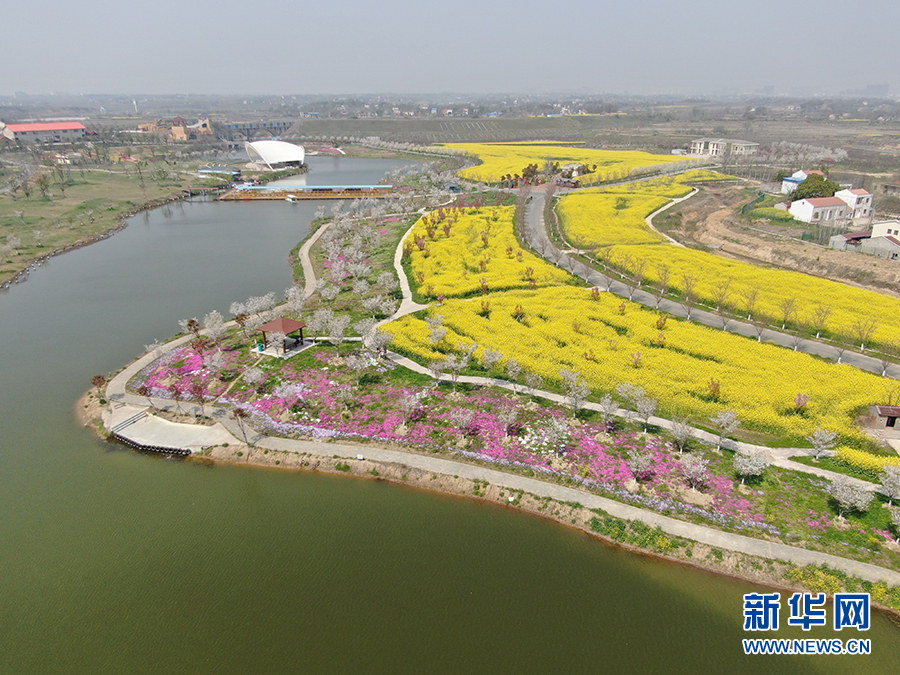 【“飞阅”中国】湖北安陆千亩花海待客来