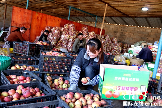贵州威宁：苹果产业带动农民脱贫