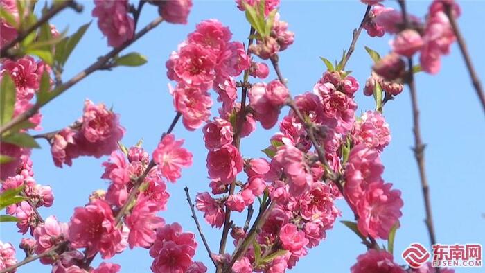 복숭아꽃이 만발한 복건성 삼명우계서성 복숭아꽃이 만발한 복건성 삼명우계서성_fororder_t5