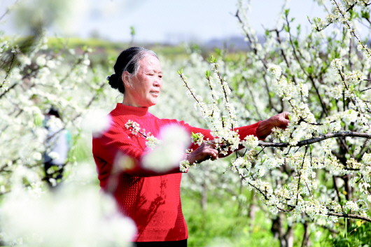 （社会）贵州黔西：花香伴农忙