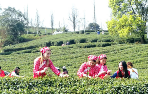 重庆巴南：“老外”学制茶 向世界展示中国非遗茶文化