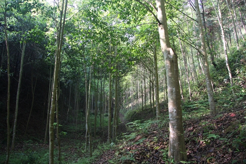 江西省赣州市崇义县以三大创新促三大提升推动林长制工作