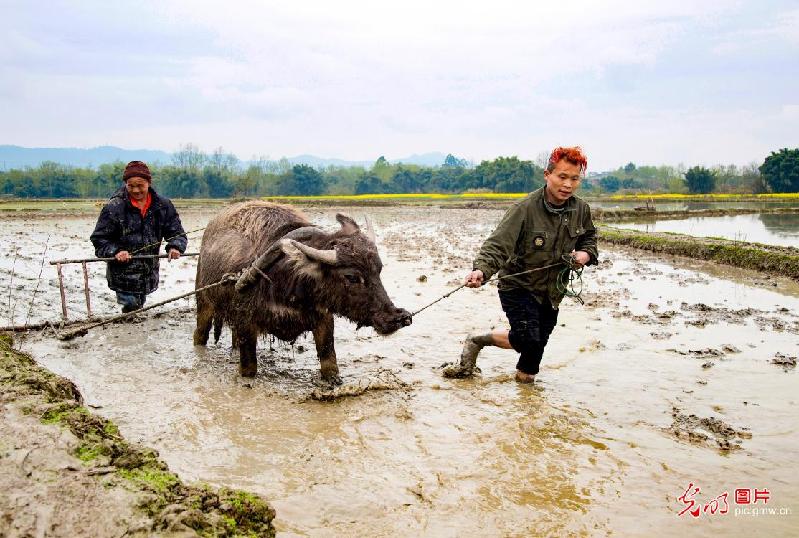 「光明网」今日春分：春耕正当时 莫负好时光