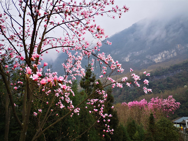 第九届北川辛夷花生态旅游节开幕式举行_fororder_北川九皇山辛夷花