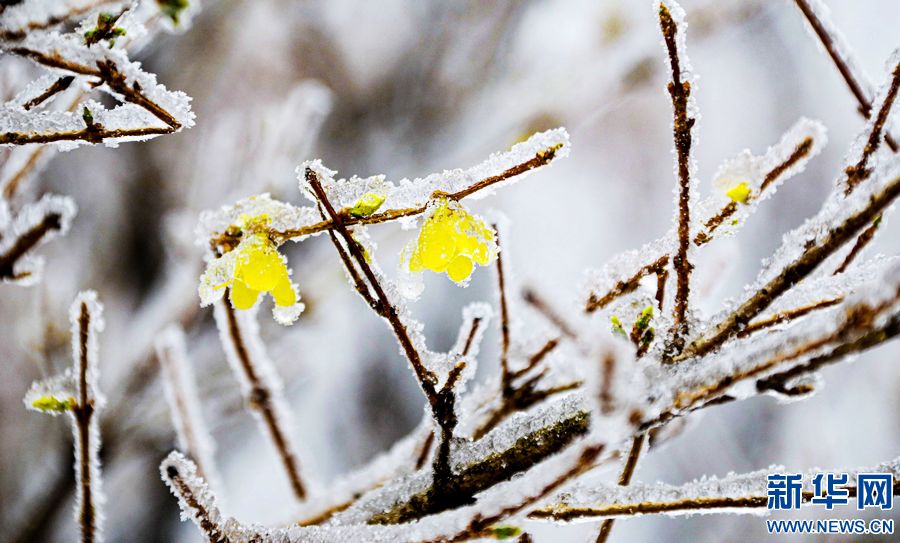 三门峡：一场“桃花雪”扮美“豫西后花园”