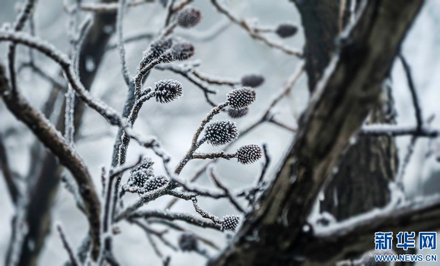 三门峡：一场“桃花雪”扮美“豫西后花园”