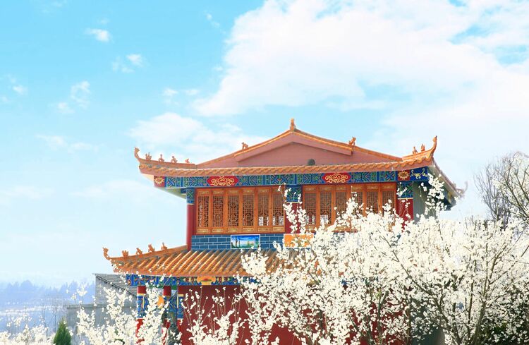 （中首）贵州毕节七星关区：万亩樱花迎春绽放