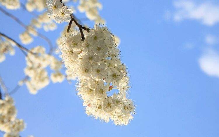 （中首）贵州毕节七星关区：万亩樱花迎春绽放