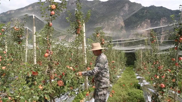 甘孜州丹巴县积极打造“美人脆”苹果现代园区_fororder_3、正在查看苹果长势的村民-供图-丹巴县委宣传部