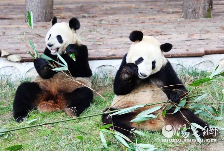 西安秦岭野生动物园3月20日免费局部开放