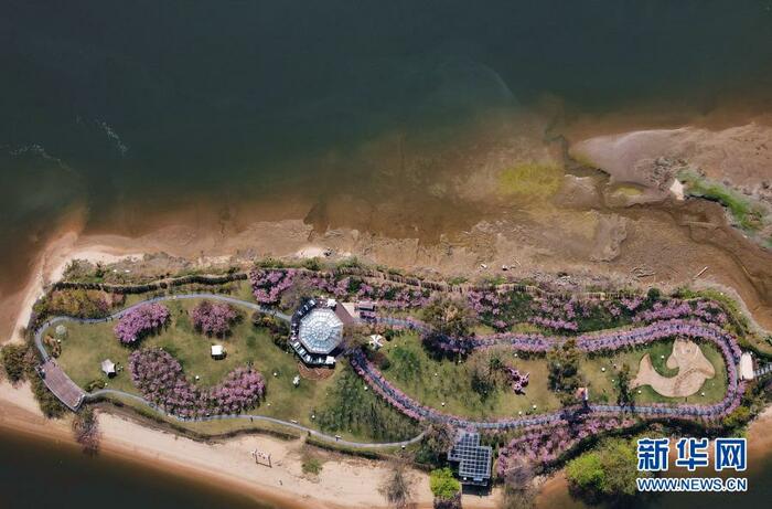 활짝 핀 벚꽃, 답청의 계절 활짝 핀 벚꽃, 답청의 계절_fororder_2021-0301-ly-6