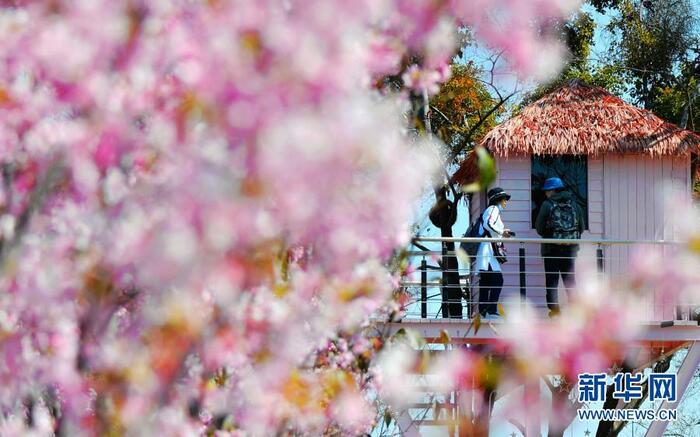 활짝 핀 벚꽃, 답청의 계절 활짝 핀 벚꽃, 답청의 계절_fororder_2021-0301-ly-8