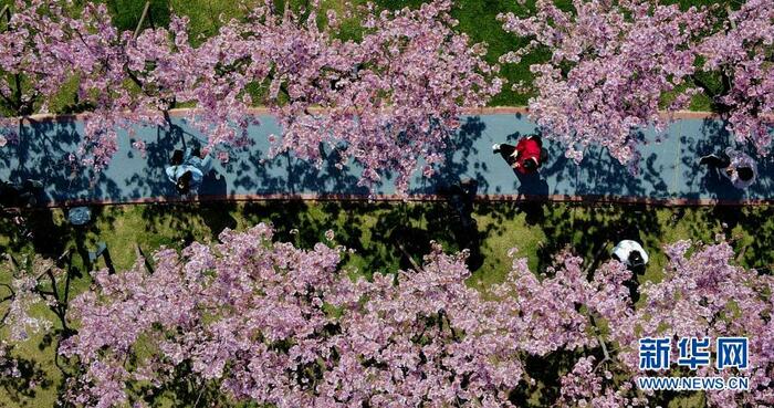 활짝 핀 벚꽃, 답청의 계절 활짝 핀 벚꽃, 답청의 계절_fororder_2021-0301-ly-11