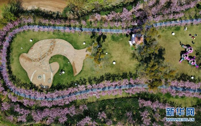 활짝 핀 벚꽃, 답청의 계절 활짝 핀 벚꽃, 답청의 계절_fororder_2021-0301-ly-13