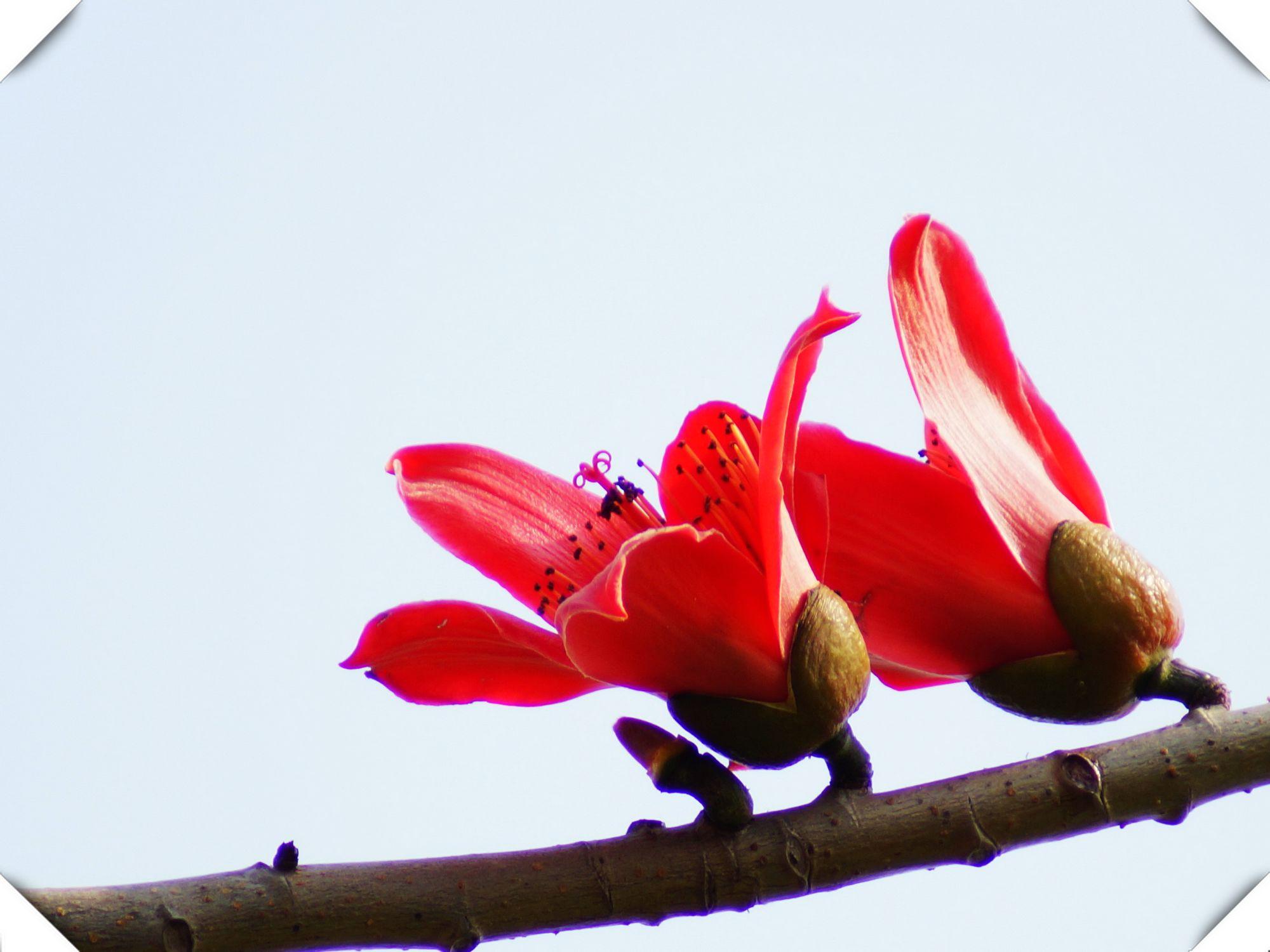 Lại đến mùa Mộc miên đỏ nở Lại đến mùa Mộc miên đỏ nở_fororder_3