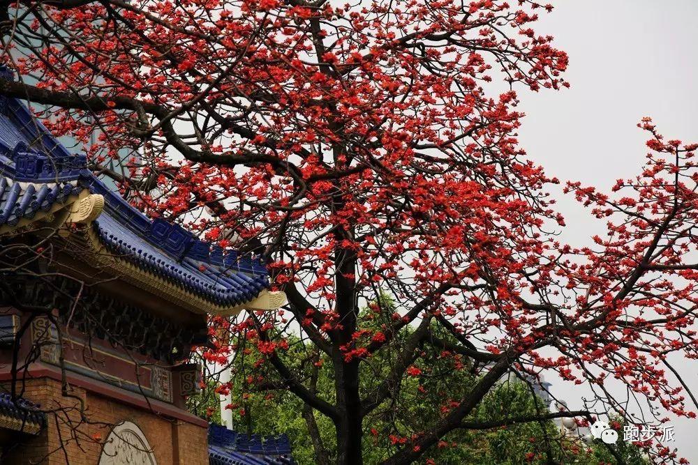 Lại đến mùa Mộc miên đỏ nở Lại đến mùa Mộc miên đỏ nở_fororder_5