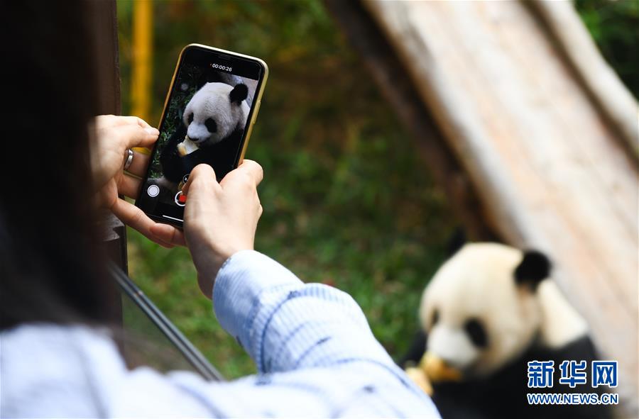 「新华网」海口：大熊猫迎游人
