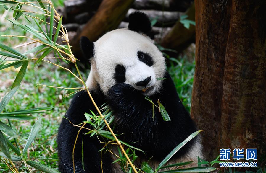 「新华网」海口：大熊猫迎游人