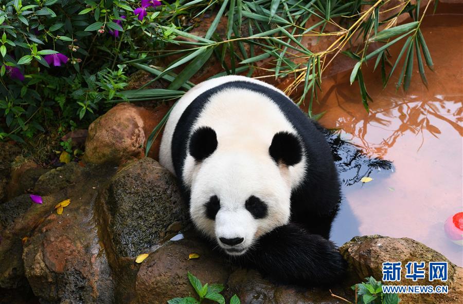 「新华网」海口：大熊猫迎游人