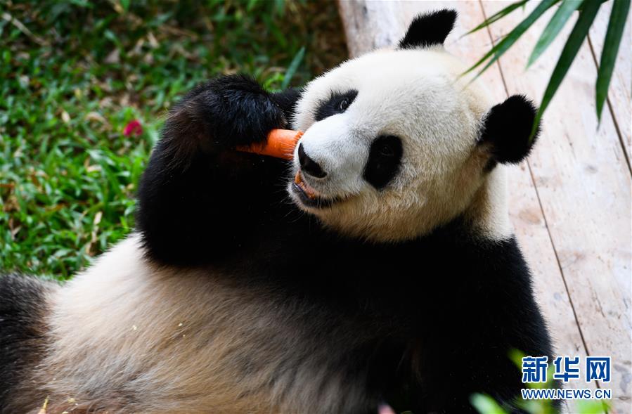 「新华网」海口：大熊猫迎游人