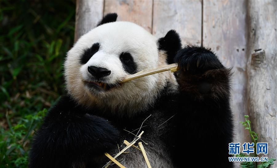 「新华网」海口：大熊猫迎游人