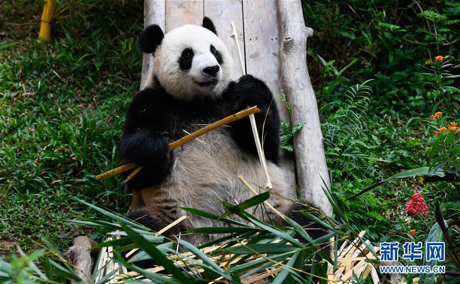 「新华网」海口：大熊猫迎游人