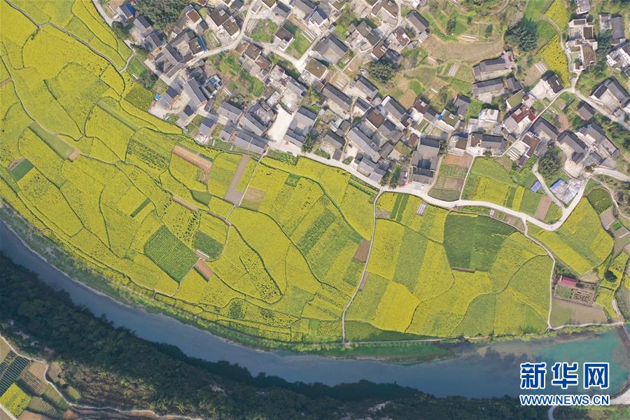【新华网】贵州凤冈长碛古寨油菜花开