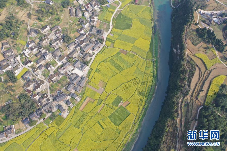 【新华网】贵州凤冈长碛古寨油菜花开